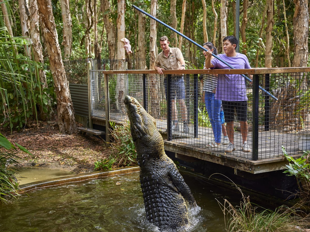 A couple watching a crocodile being fed at a wildlife sanctuary