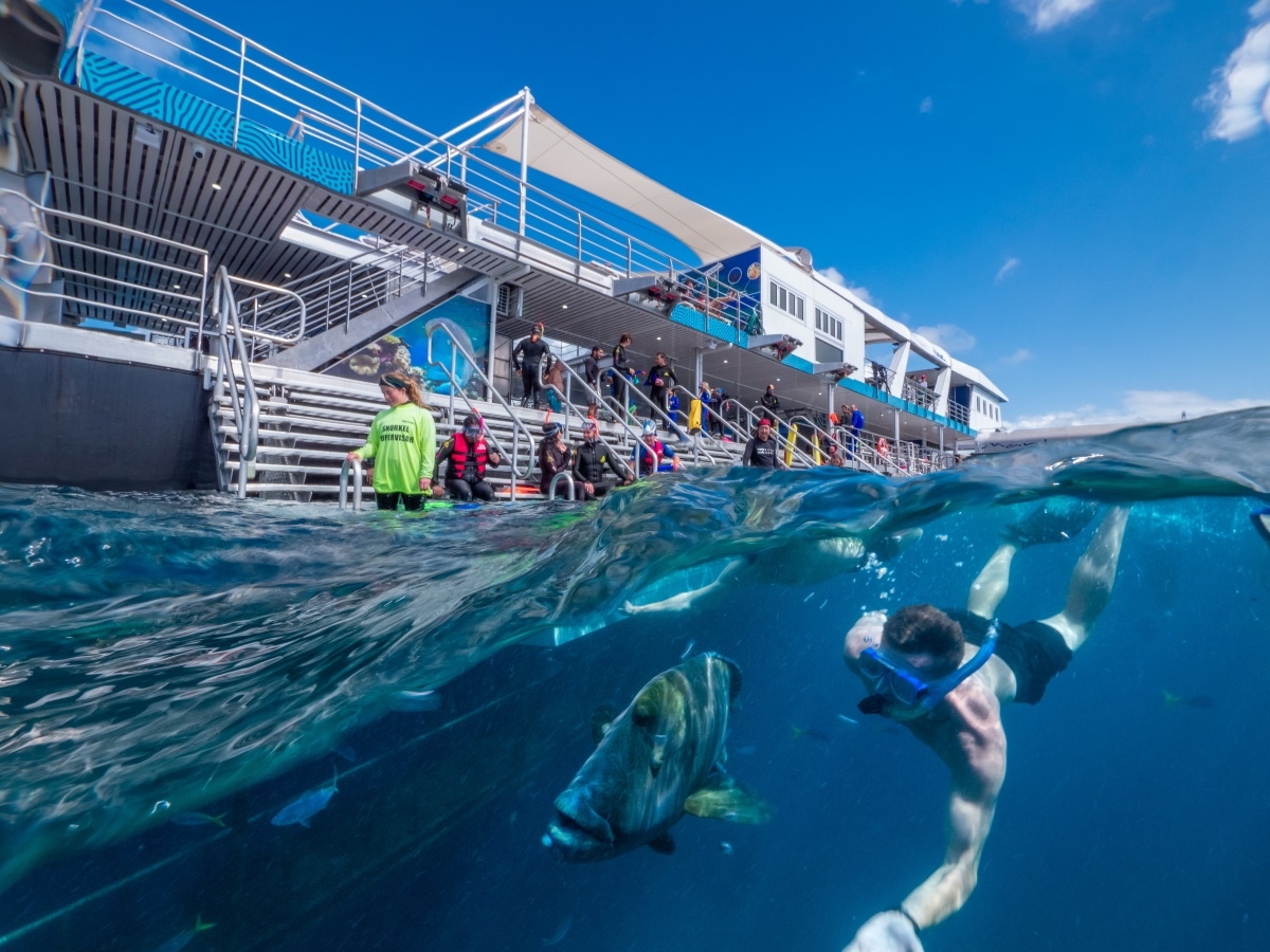 A scuba diver is underwater, swimming alongside a large fish in a vibrant coral reef